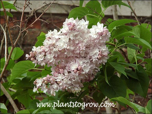 White with a soft pink blush.